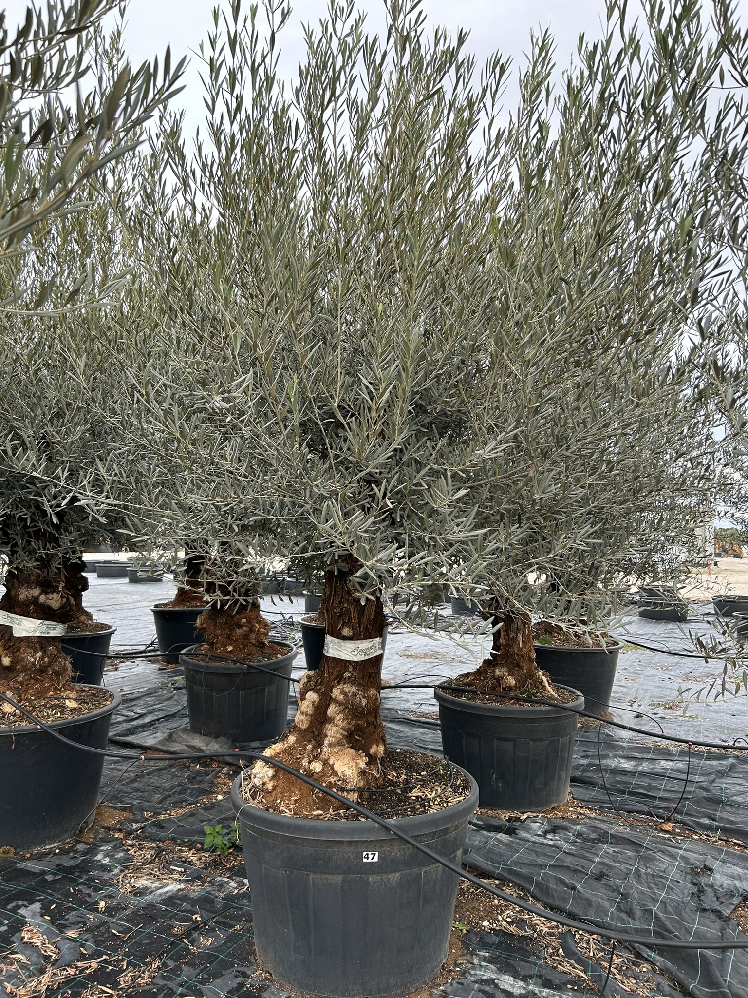 Olea europea